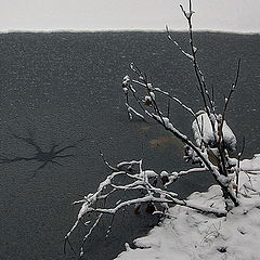 фото "Клякса на воде, или Реквием по жёлудю (2005)"