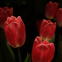 фото "tulips"