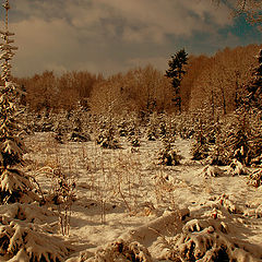 фото "Winter"