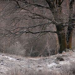 фото "a cold winter day"