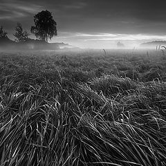 фото "Grass"