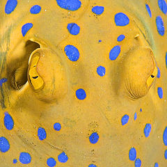 photo "Blue-spotted lagoon ray"