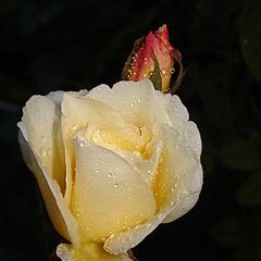 фото "Желтая роза"