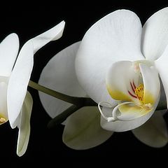 photo "moth orchid"