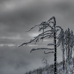 photo "Winter in Rodopi mountain"