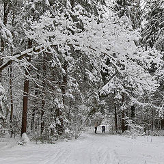 photo "Winter"