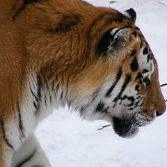 photo "Amur."