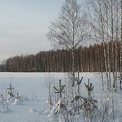 фото "На опушке леса"