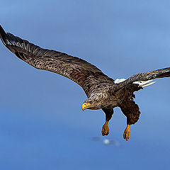 photo "White Tailed Eagle"