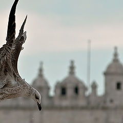 photo "SEAGULL FLIGHT"