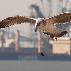 фото "HARBOUR SEAGULL"