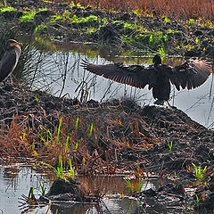 photo "CORMORANS"