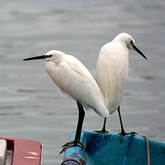 photo "the couple"