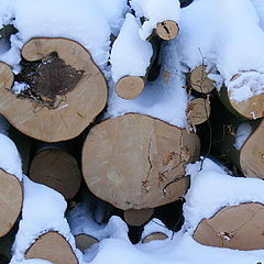 photo "Winter in the wood."