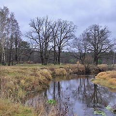 photo "quietly and calmly in the forest of my soul"