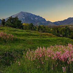 photo "But no one to cook heather honey ..."