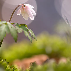 photo "Anemone"