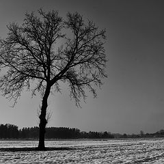 photo "Alone"