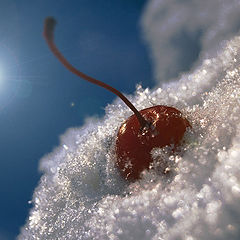 фото "Зимняя вишня"