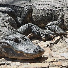 photo "Alligators taking a sun bath"