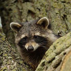 photo "The Little Bandit"