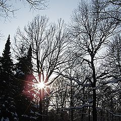 фото "Зимнее солнце."