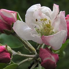 photo "Apple flowers"