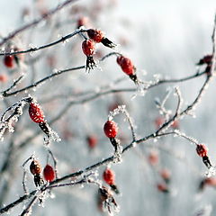 фото "Зимние ягоды"