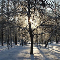 photo "In the park"