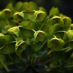 photo "wood  spurge"