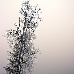 photo "***"