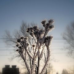 photo "мороз,зима,свет,природа"