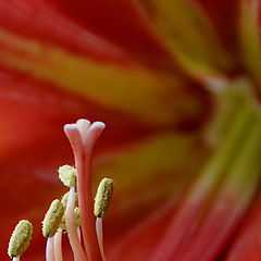 photo "Lady In Red"