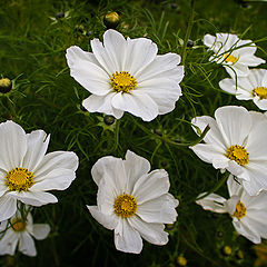 photo "White Cosmos"