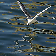 photo "HARBOUR CREATURES"