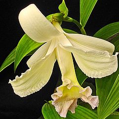 photo "Sobralia Orchid."