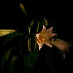 photo "***"