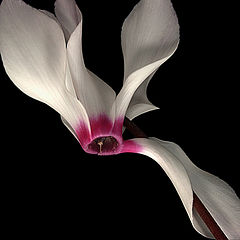 фото "Cyclamen persicum"