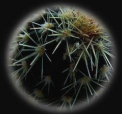 photo "***"
