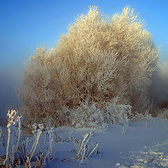 photo "***"