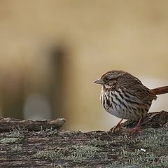 photo "Song sparrow"