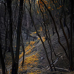 фото "Таинственный лес"
