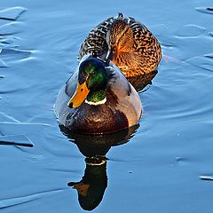 photo "Breaking The Ice Together"