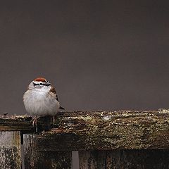photo "Chipping Sparrow"