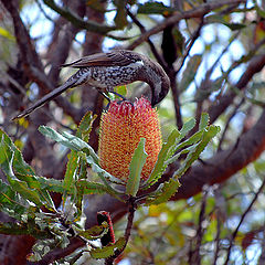 photo "Bird"