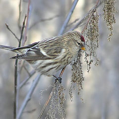 photo "Redpoll"