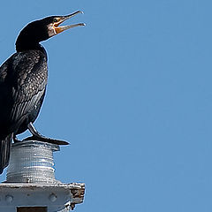 photo "CORMORAN"