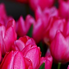 photo "In The Pink"