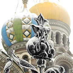 фото ""зимние цветы""