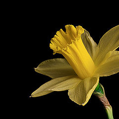 photo "Narcissus pseudonarcissus"